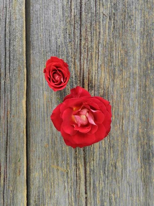 SALSA  BI-COLOR (ORG/RED) SPRAY ROSES